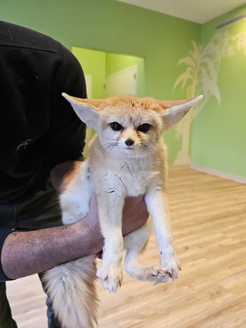 Went to the zoo and had an experience with a fennec fox