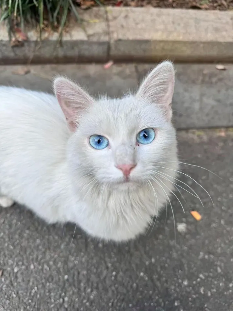 Ocean blue eyes