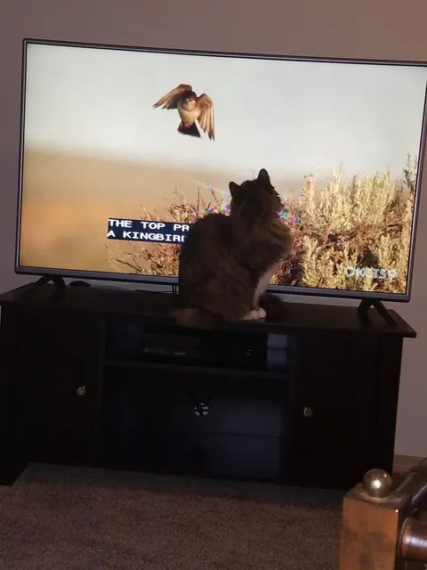 Tribute to Buster - we adopted her as a kitten 17 years ago and had to say goodbye today. She loved naan and croissants and stickers and her mortal enemy was the Xbox disc tray. She was always our babycat.