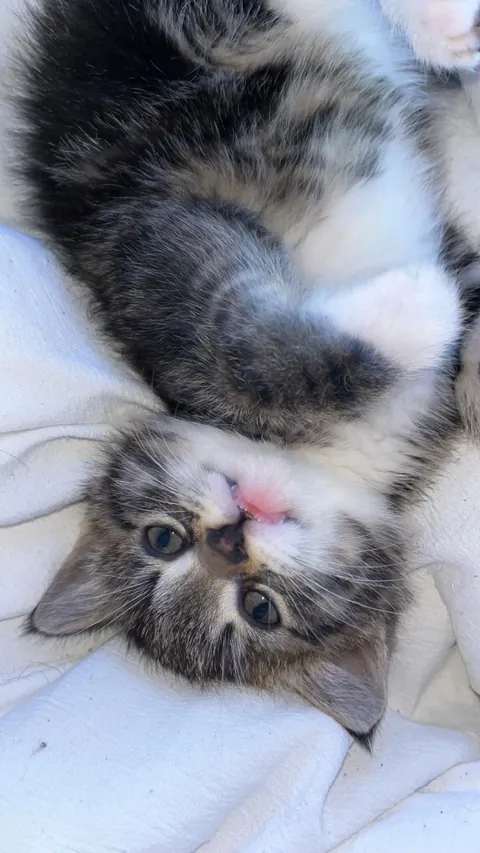 Bartholomew pooped on me😾