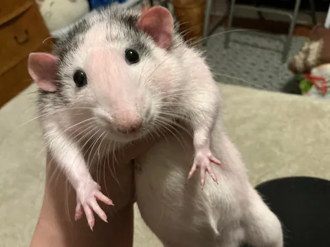 Just another day in rat ownership: “Why are you pink??”