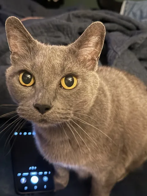 Anybody have a cat with a truly unique name?