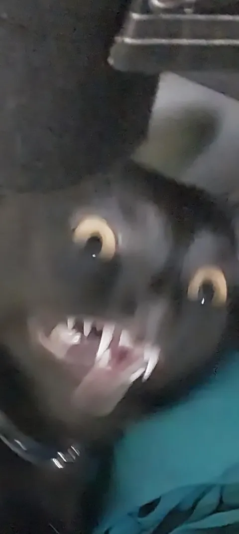 didn't realize she wad in my drawer &amp; she didn't appreciate being pulled out 😂