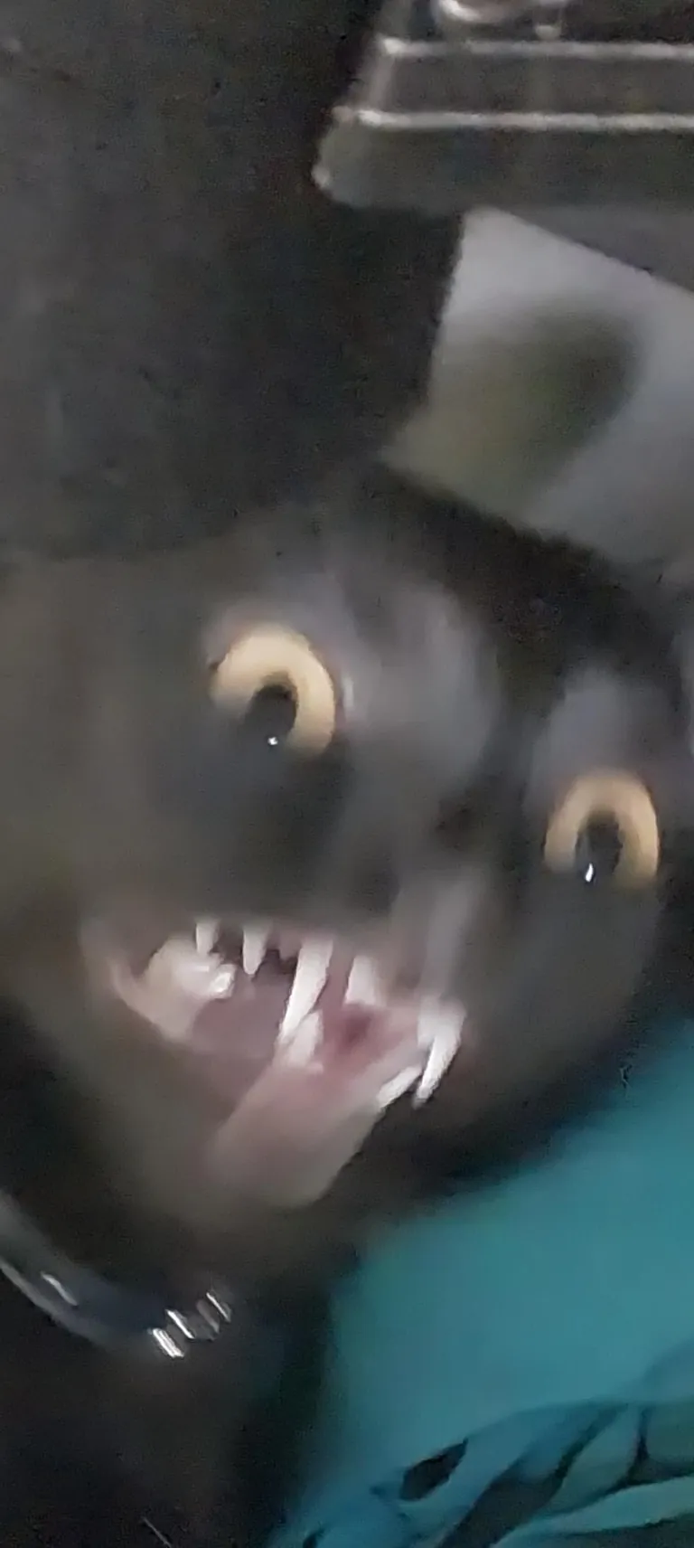 didn't realize she wad in my drawer &amp; she didn't appreciate being pulled out 😂