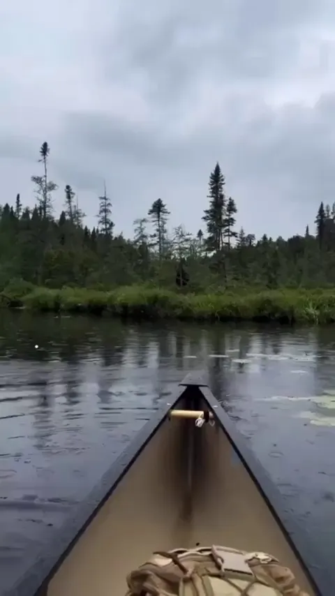 🔥Moose for Scale🌲
