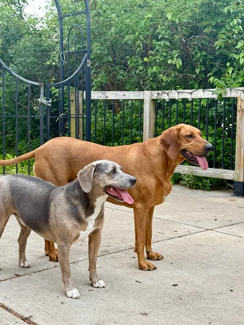 We want to adopt another so bad but don’t want to mess with the dynamic 🥲