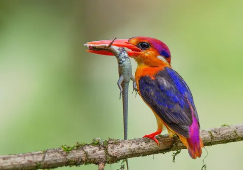🔥 Oriental dwarf kingfisher