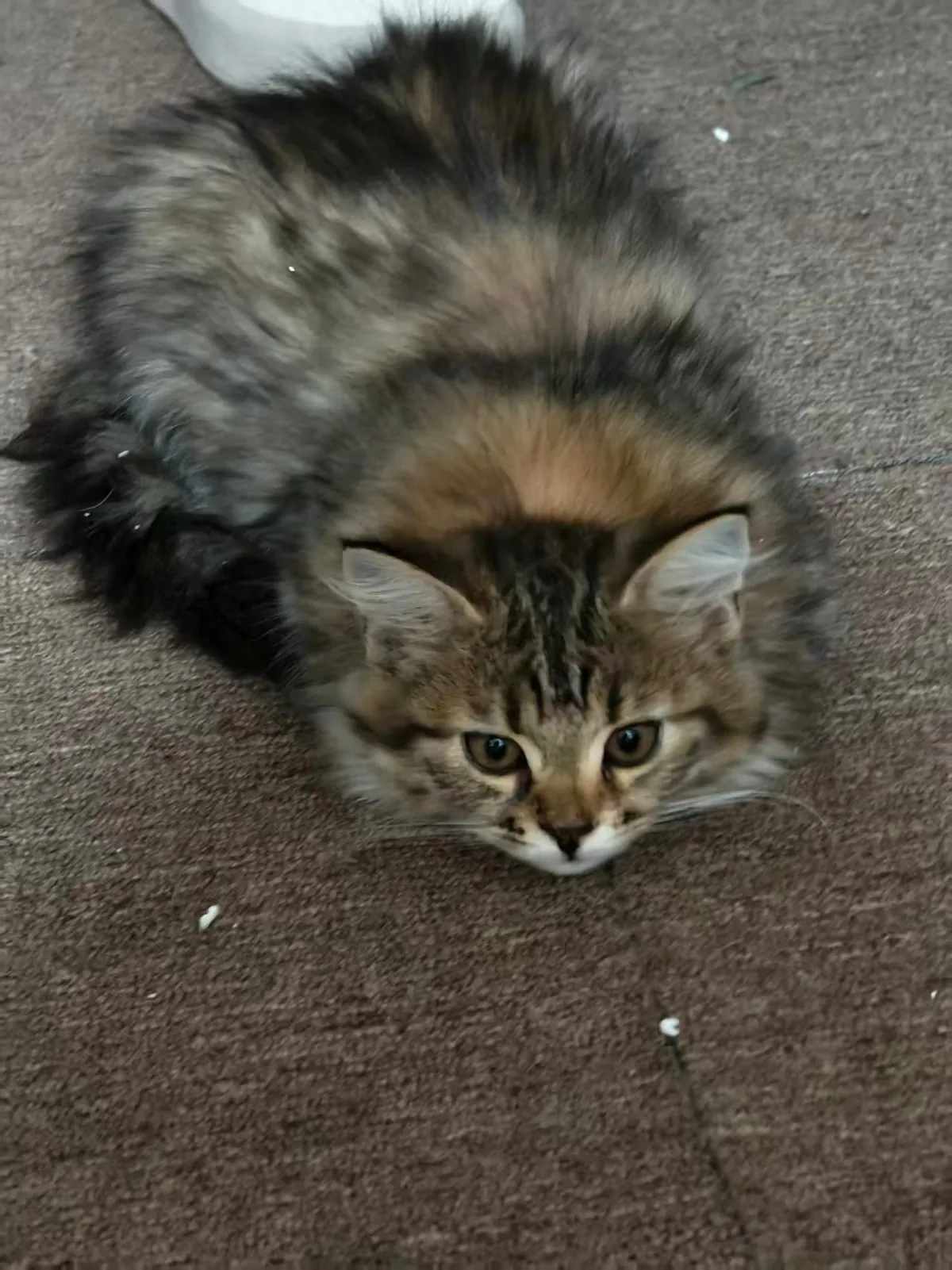 She went from “I’m a predator” to “I’m a carpet.”