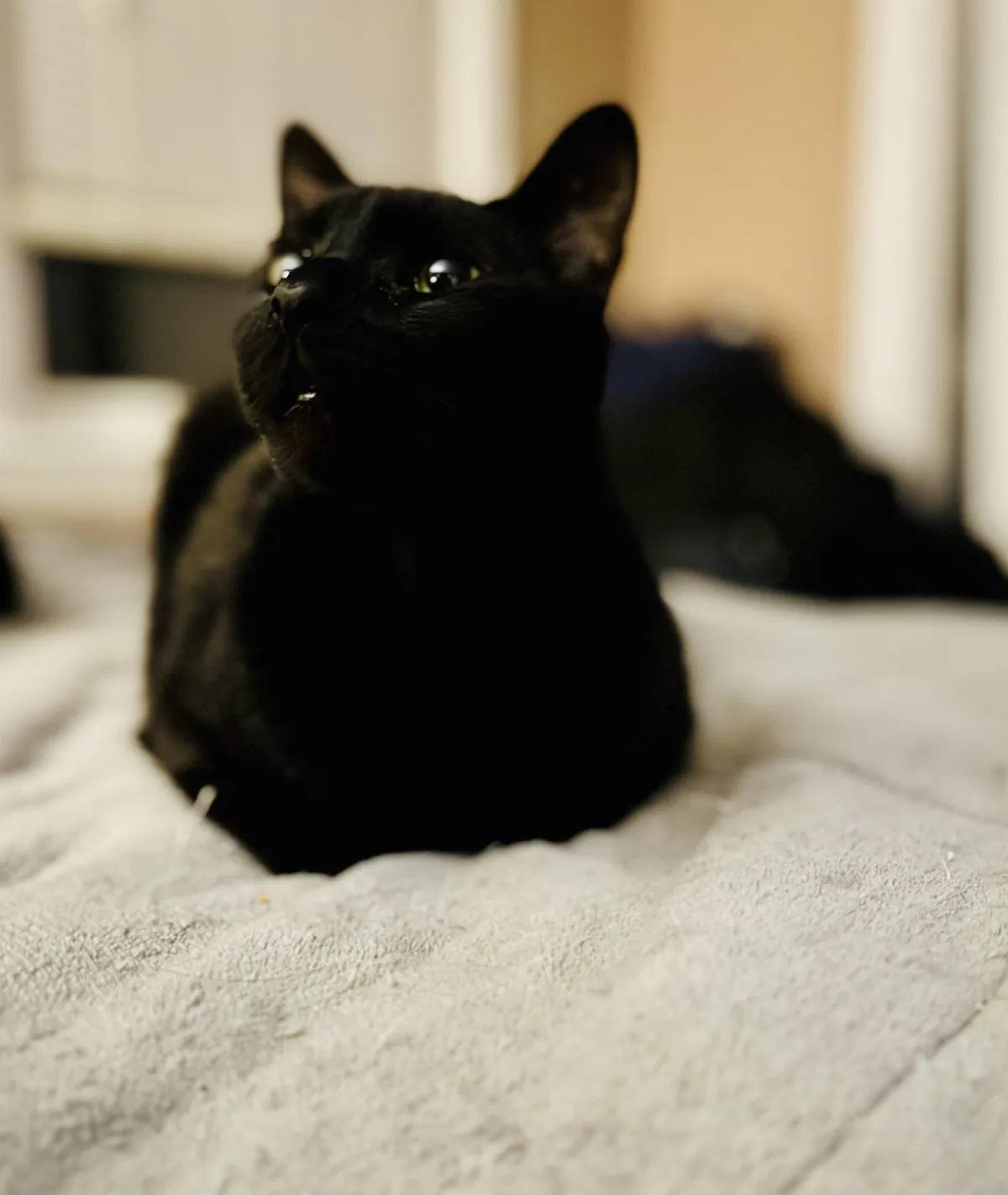 My house panther Winston