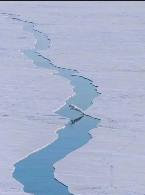 🔥 Polar bear jumping over water captured by Arctic expedition team