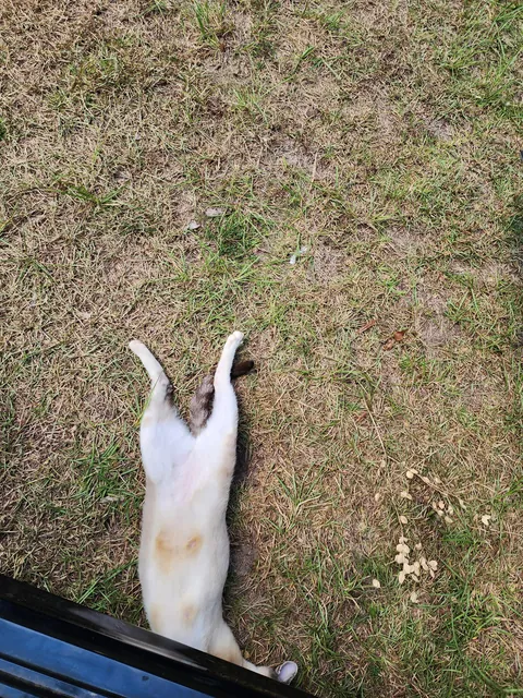 Guys I don't think this mechanic is very qualified...