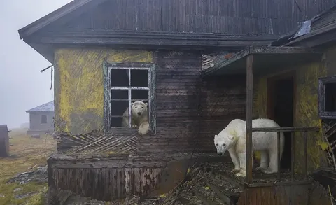 Photographer captures an iconic image of polar bears taking refuge in abandoned building on a Russian Island.