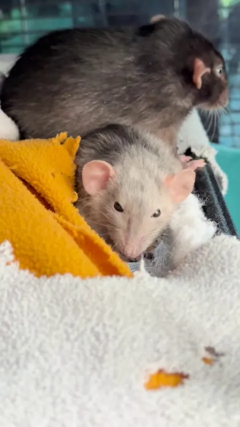 My velveteen dwarf girl is just like a little teddy bear 🥰