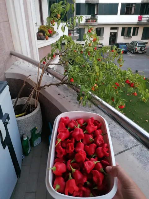 I'm going to miss this 4 year old pepper plant when it finally gives in to age