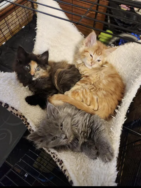 We were planning on just getting one orange kitten, then settled on two but couldn’t leave the third sibling behind. Now we have all three.