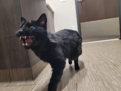 He's 16 1/2 and went to the vet for a checkup