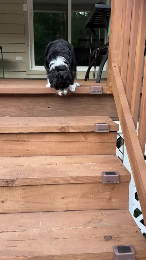 Little Bear is not so confident on the stairs yet