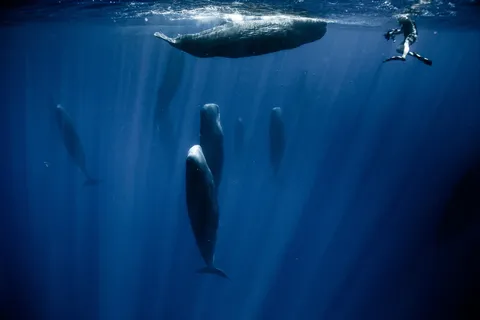 🔥A pod of sleeping Sperm Whales. Credit to National Geographic for the picture.