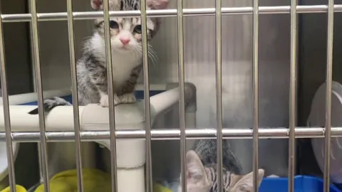 McNugget update: I got to visit him in the shelter, he’s a little sick but I think I’m going to adopt him and his sister on Monday!