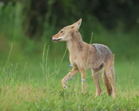 🔥 Coyote