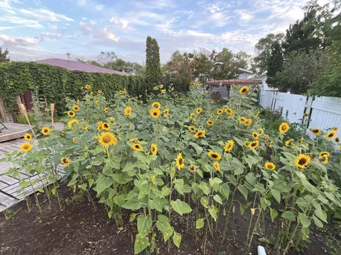 would you believe me if I told you that I didn’t plant a single sunflower seed… 😜