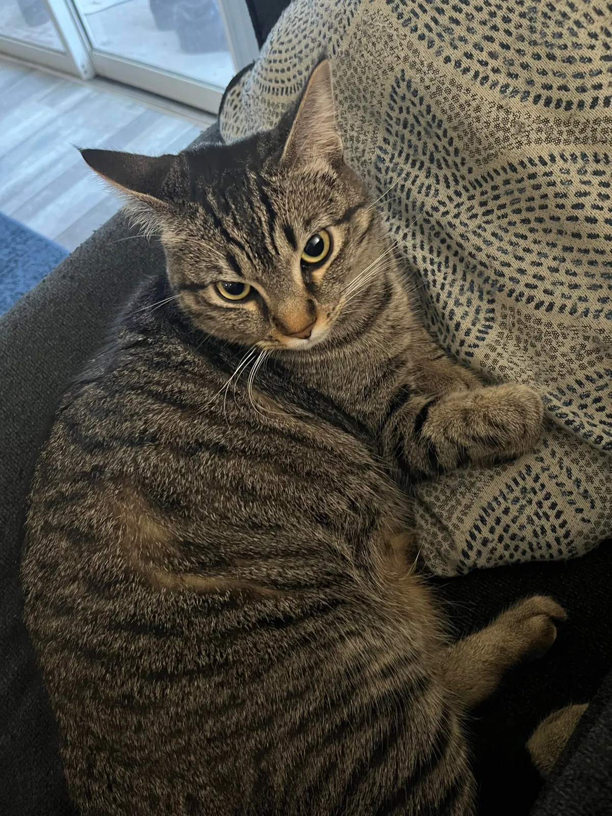 Noelle would like the children of my apartment complex to stop screaming. 👿🧘‍♀️