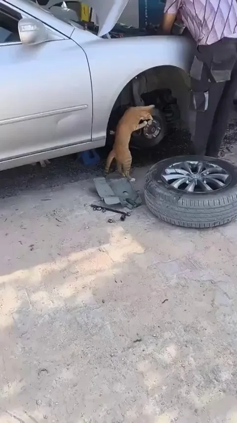 The only "Mechanic" I trust with my brakes, Mochi as it again
