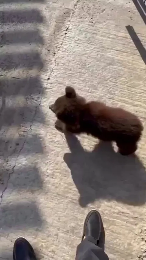 The cub just wanted to say hi