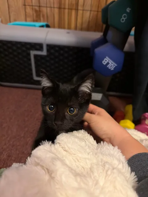 Is my girl a black cat or tuxedo?