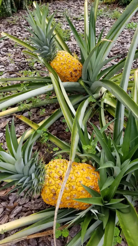 A couple of years ago I threw a pineapple top in the dirt to compost. Today I'm harvesting these two beauties.