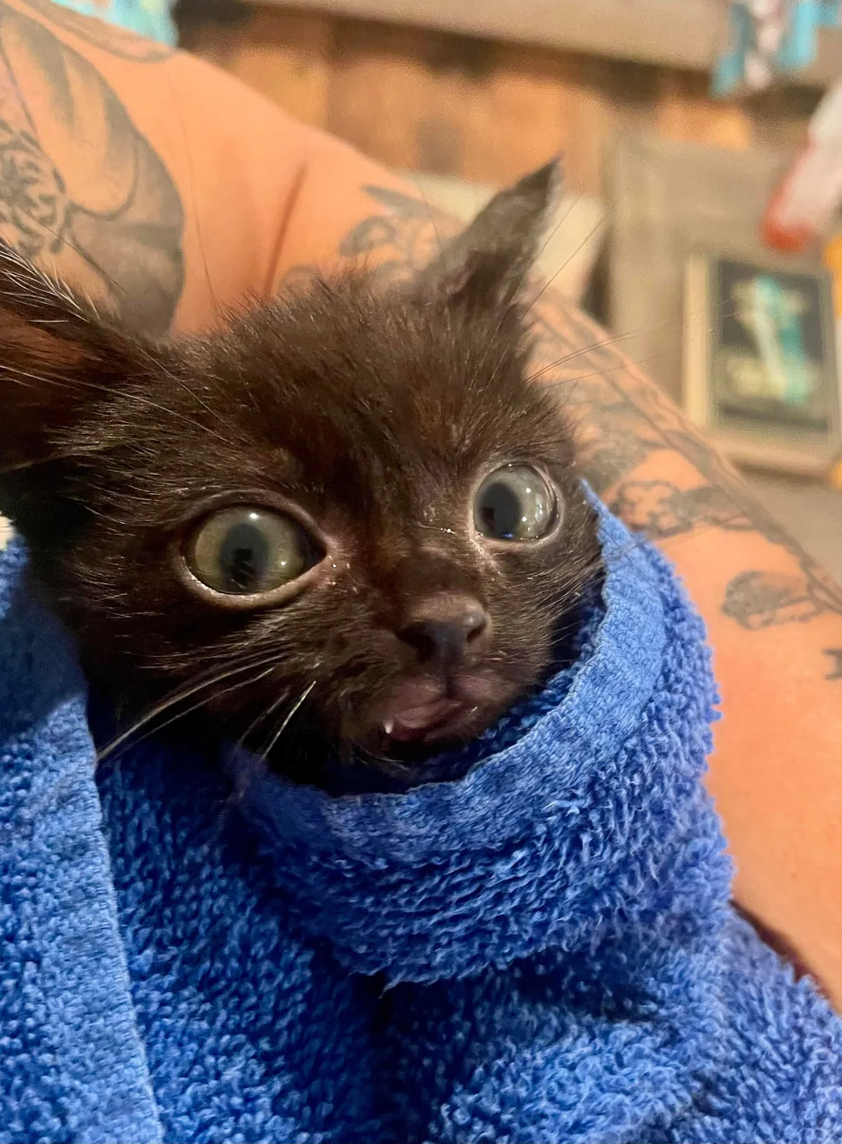 Foster kitten got a bath