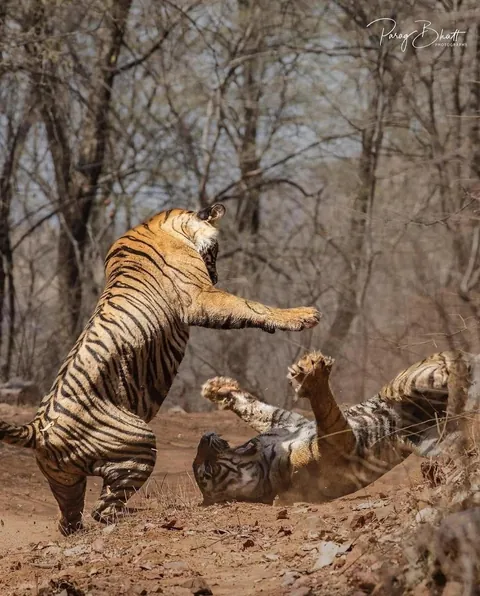 Two tigresses, Noor and Sultana, fight over territory.