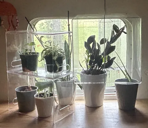 Cat proofed my plants