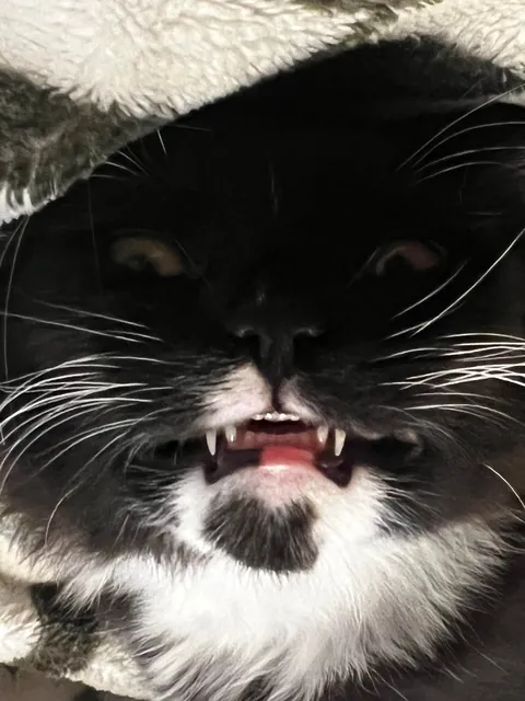 Show me the funniest pictures of your cats