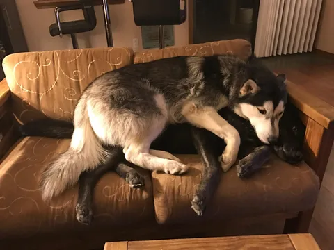 When the best spot on the couch is taken.