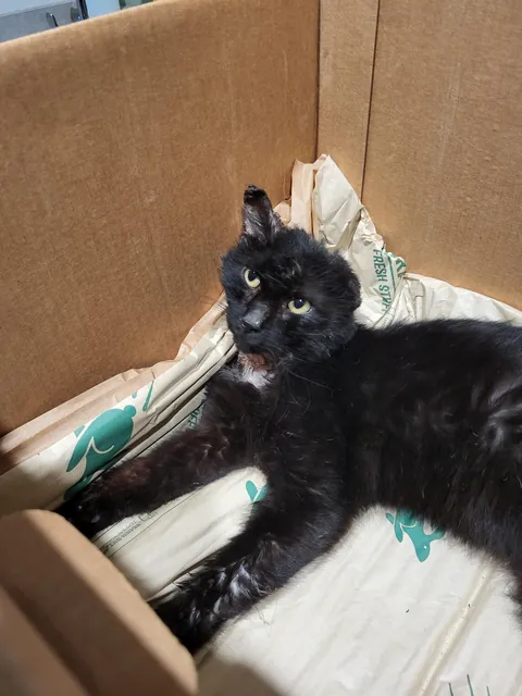 This stray kitty we're taking care of only has one ear-- meet Vincent!