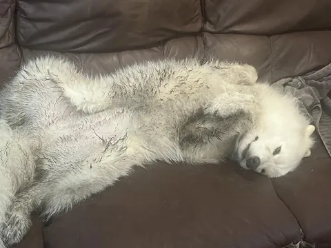 Im a little Teapup short and stout. here is my mud belly on the couch. I suck at rhymes thats all you get.