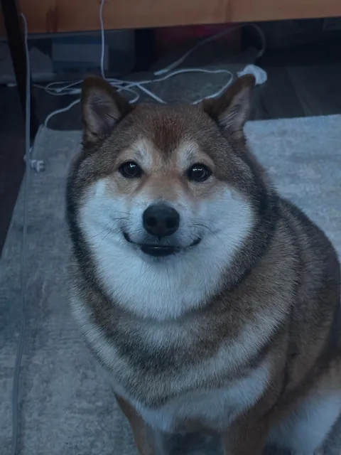 Charge: attempted food stealing. Suspect: doggo.       Guilty or not guilty?