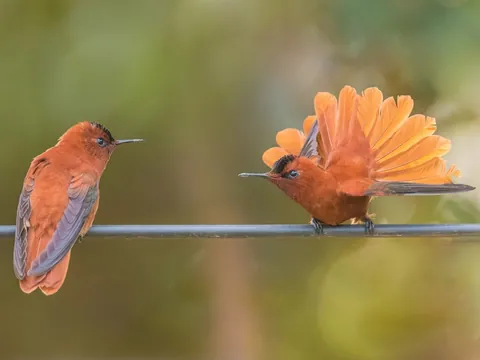 🔥The Juan Fernandez Firecrown Hummingbird, if Fire and Ice was a species