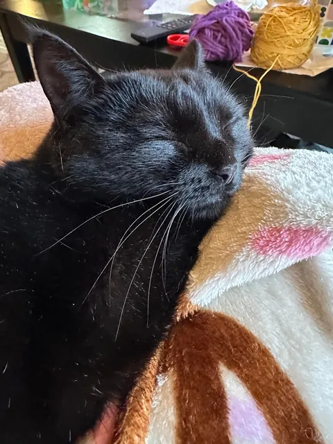 I am obsessed w this little face