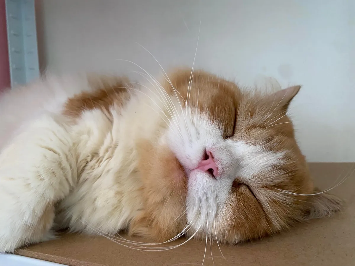 my sleepy rascal ginger car