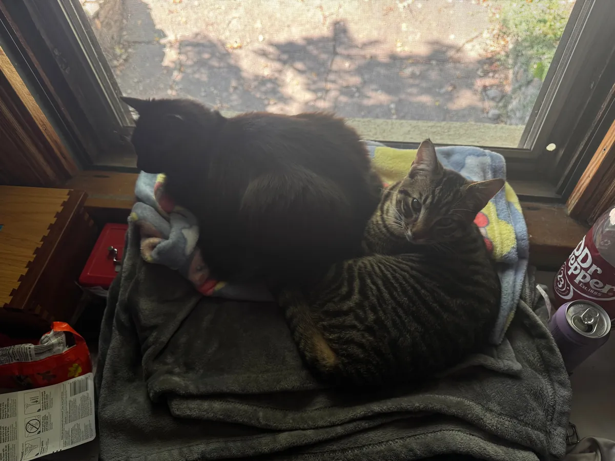 Got my void a friend. She is impressed.