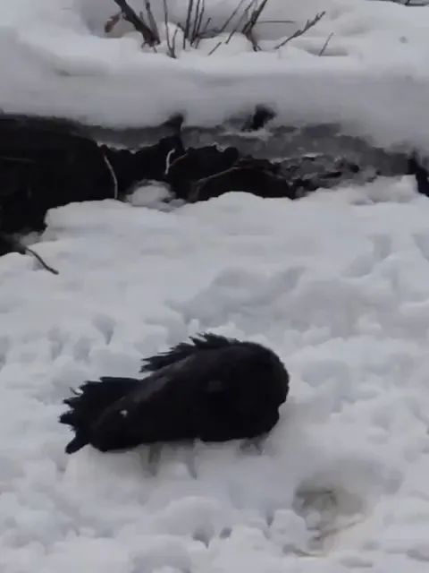 🔥 A raven playing around in the snow