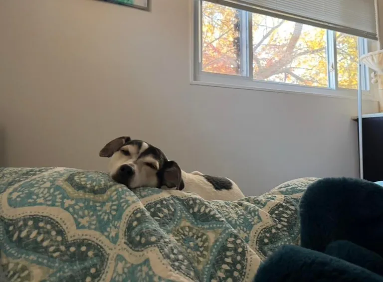 Milo politely waiting for me to get up out of bed to let him go outside