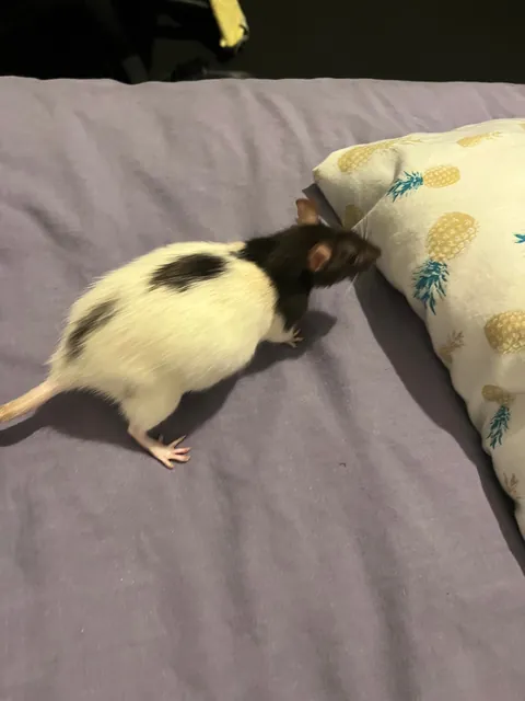 Help my rat is getting bigger everyday
