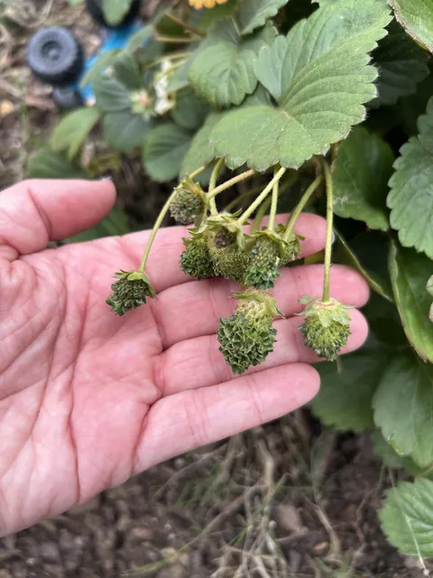 My strawberries sprouted new leaves on the berries themselves!