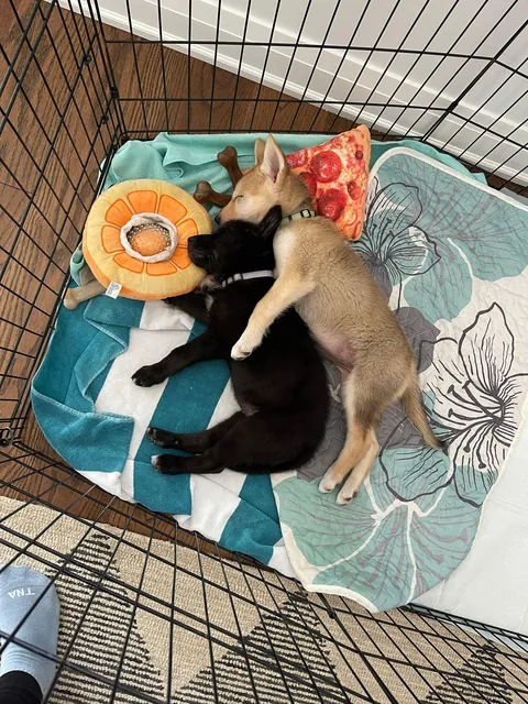 (OC) Couldn't chose, so I got both