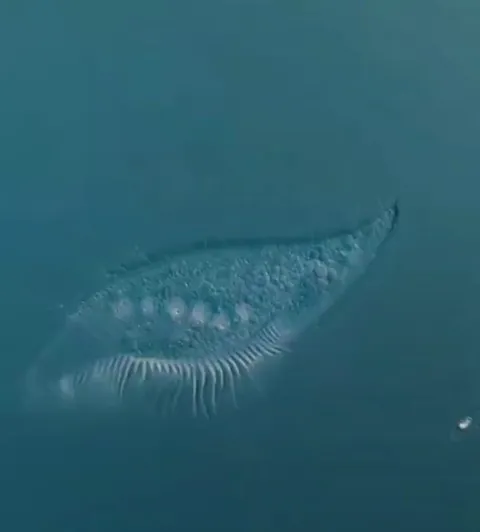 The death of a single-cell organism