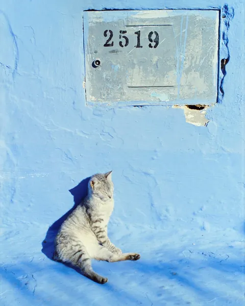 Enjoying the slow life in Chefchaouen, Morocco