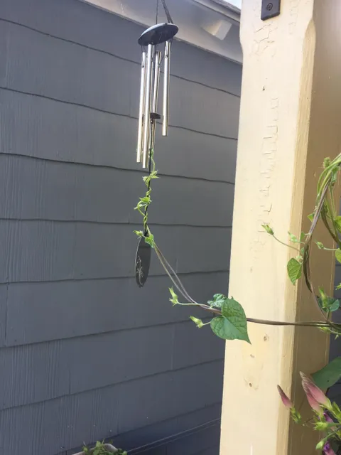 My Morning Glory does not like that wind chime...